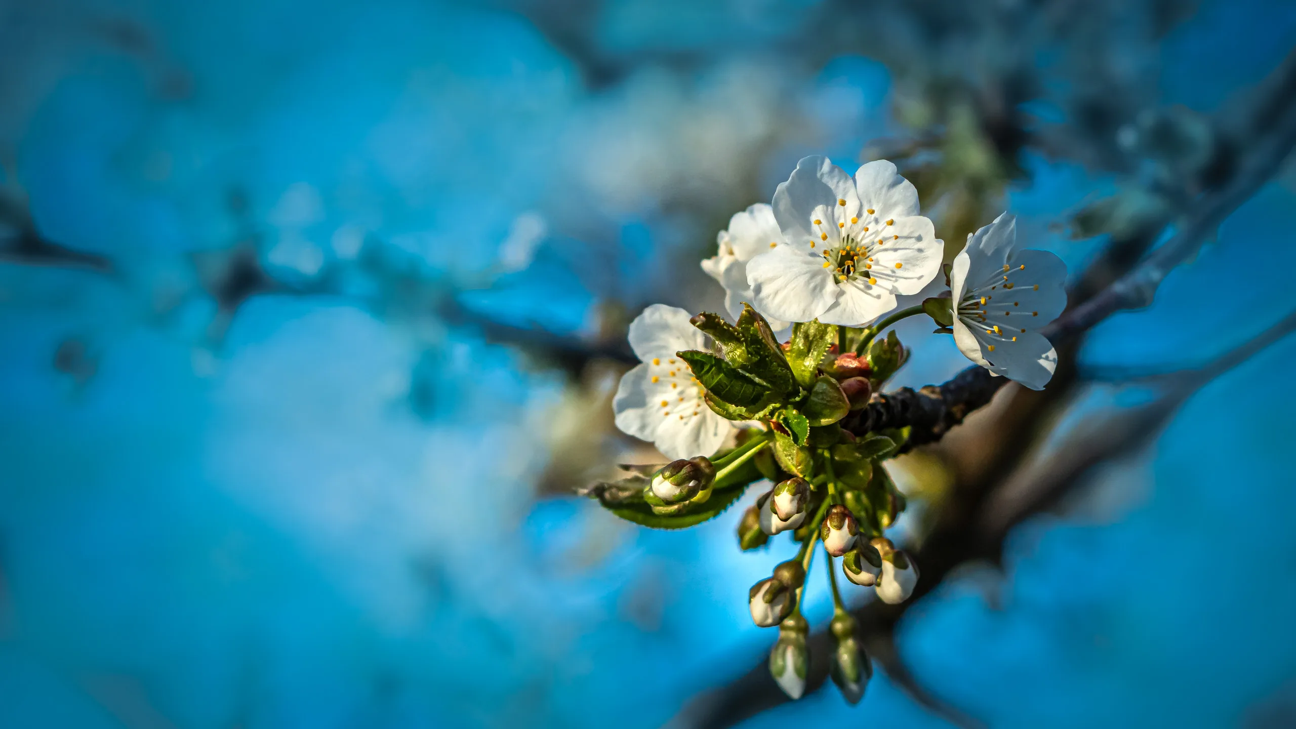 Äppleblommor i Söderfors